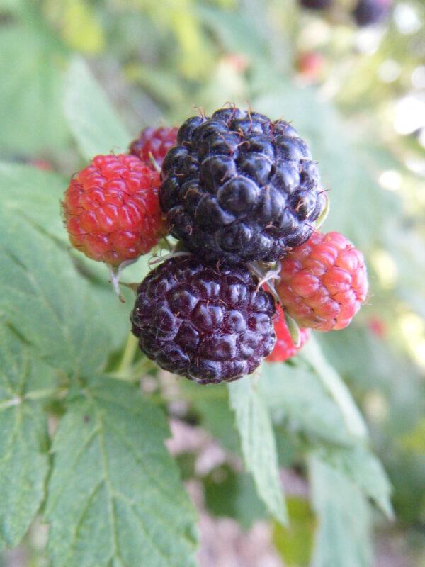 Catherine's Foraging Journal black raspberries