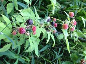 Catherine's foraging journal