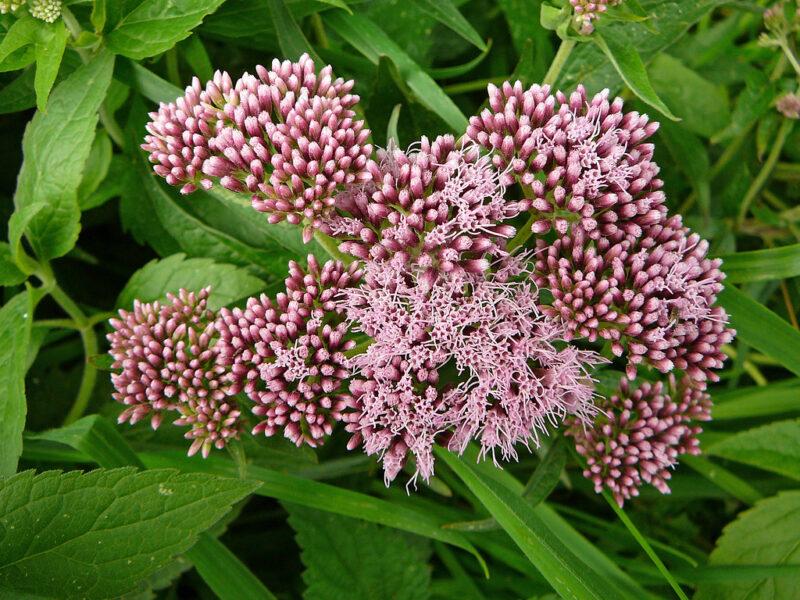 Hemp Agrimony