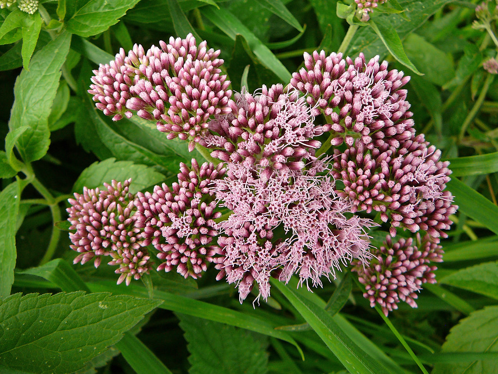 Catherine's Foraging Journal hemp agrimony